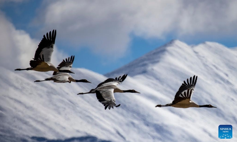 This photo taken on Dec. 8, 2023 shows black-necked cranes flying past snow-covered mountains in Lhasa, southwest China's Xizang Autonomous Region. (Photo: Xinhua)