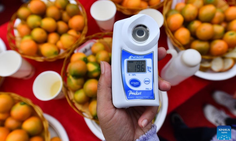 A judge measures the sugar content of a kumquat sample during a kumquat competition in Rong'an County, south China's Guangxi Zhuang Autonomous Region, Dec. 10, 2023. (Photo: Xinhua)