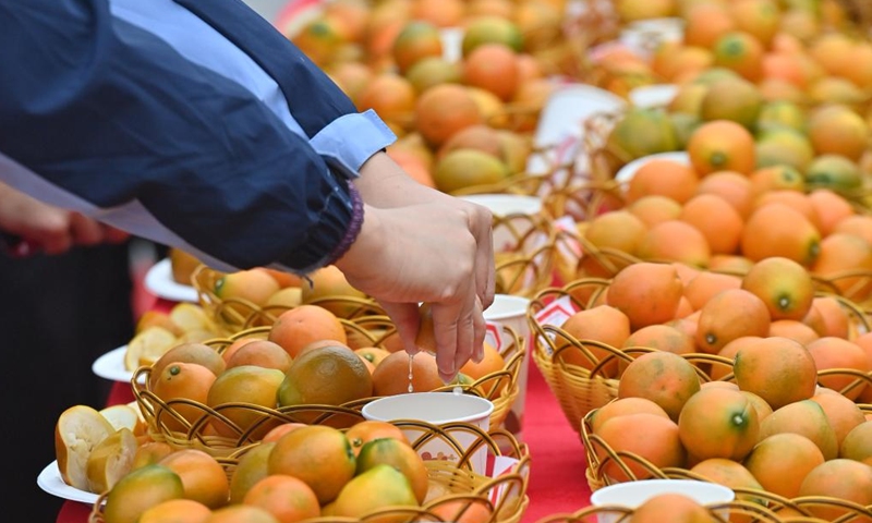 Judges perform comprehensive evaluation during a kumquat competition in Rong'an County, south China's Guangxi Zhuang Autonomous Region, Dec. 10, 2023. (Photo: Xinhua)