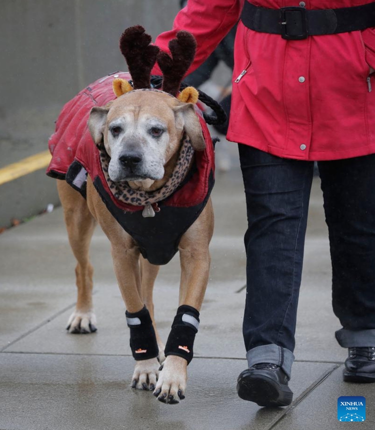 A dog in a festive outfit is pictured during the annual Christmas Dog Parade in Richmond, British Columbia, Canada, on Dec. 10, 2023. The event, where dozens of dogs in holiday attire paraded alongside their owners along a 1-kilometer route, was held here on Sunday. (Photo: Xinhua)