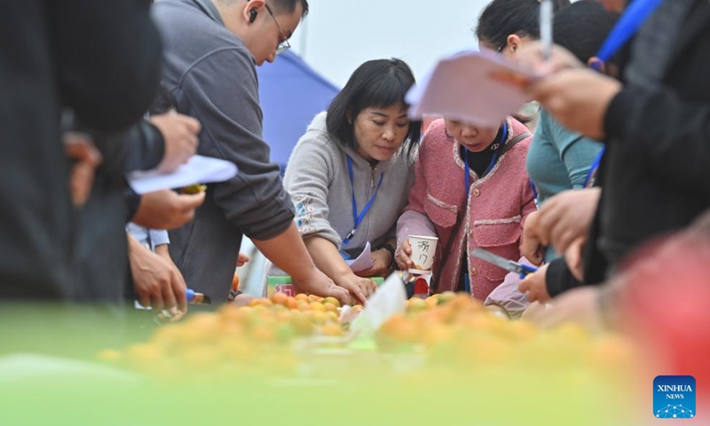 Judges perform comprehensive evaluation during a kumquat competition in Rong'an County, south China's Guangxi Zhuang Autonomous Region, Dec. 10, 2023. (Photo: Xinhua)