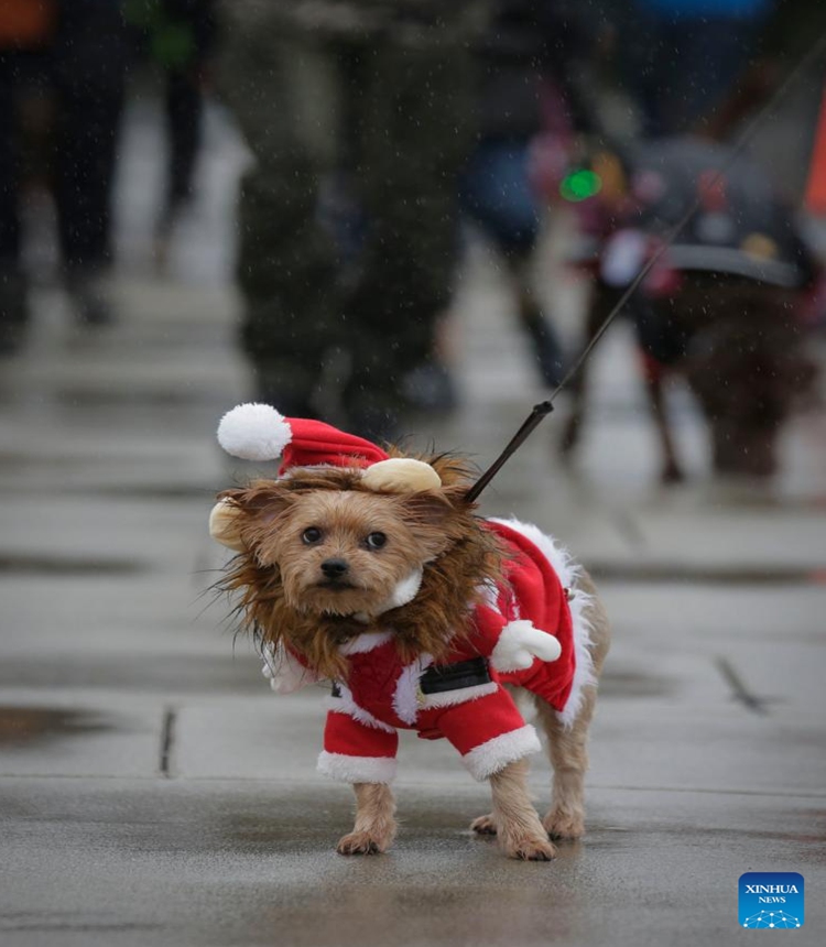 A dog in a festive outfit is pictured during the annual Christmas Dog Parade in Richmond, British Columbia, Canada, on Dec. 10, 2023. The event, where dozens of dogs in holiday attire paraded alongside their owners along a 1-kilometer route, was held here on Sunday. (Photo: Xinhua)