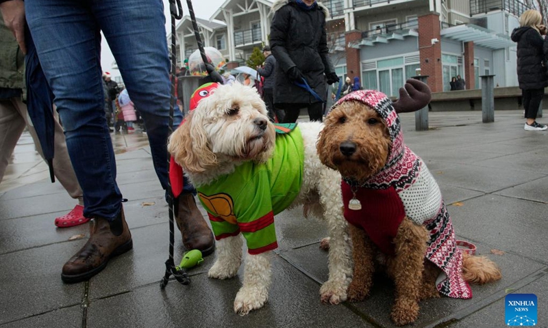 Dogs in festive outfits are pictured during the annual Christmas Dog Parade in Richmond, British Columbia, Canada, on Dec. 10, 2023. The event, where dozens of dogs in holiday attire paraded alongside their owners along a 1-kilometer route, was held here on Sunday. (Photo: Xinhua)