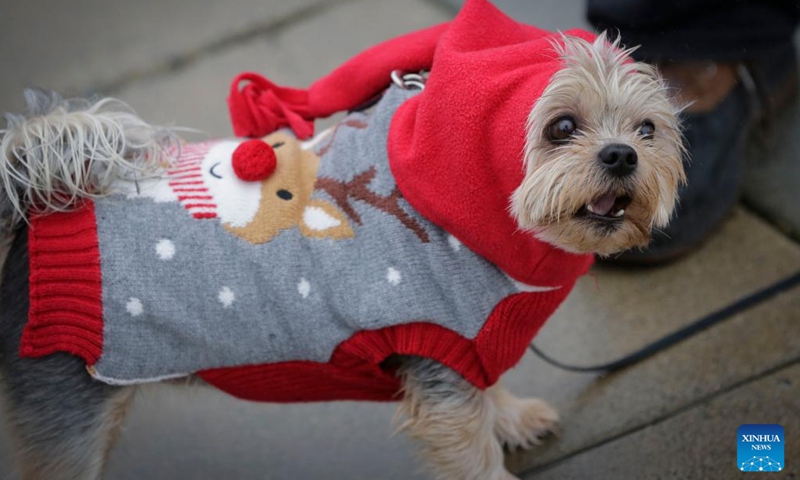 A dog in a festive outfit is pictured during the annual Christmas Dog Parade in Richmond, British Columbia, Canada, on Dec. 10, 2023. The event, where dozens of dogs in holiday attire paraded alongside their owners along a 1-kilometer route, was held here on Sunday. (Photo: Xinhua)