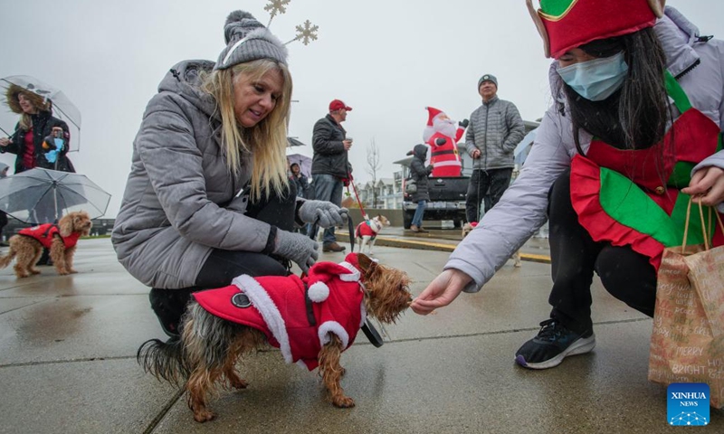 A dog in a festive outfit feeds during the annual Christmas Dog Parade in Richmond, British Columbia, Canada, on Dec. 10, 2023. The event, where dozens of dogs in holiday attire paraded alongside their owners along a 1-kilometer route, was held here on Sunday. (Photo: Xinhua)