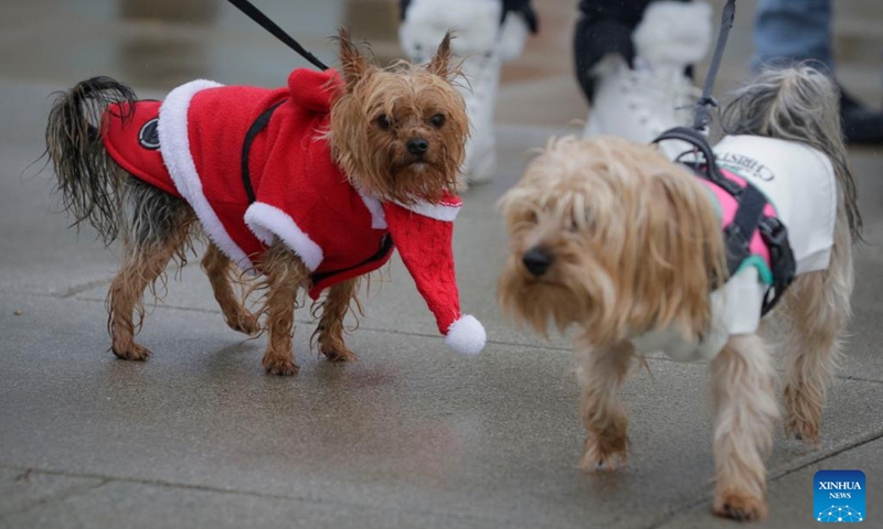 Dogs in festive outfits are pictured during the annual Christmas Dog Parade in Richmond, British Columbia, Canada, on Dec. 10, 2023. The event, where dozens of dogs in holiday attire paraded alongside their owners along a 1-kilometer route, was held here on Sunday. (Photo: Xinhua)