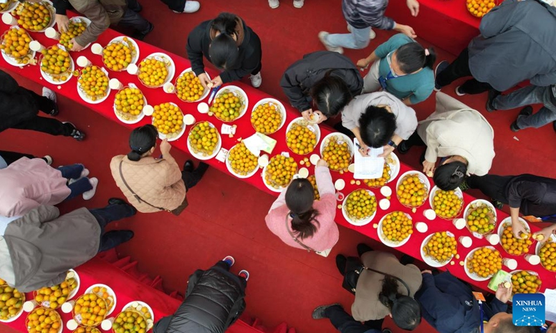 This aerial photo taken on Dec. 10, 2023 shows judges performing comprehensive evaluation during a kumquat competition in Rong'an County, south China's Guangxi Zhuang Autonomous Region. (Photo: Xinhua)