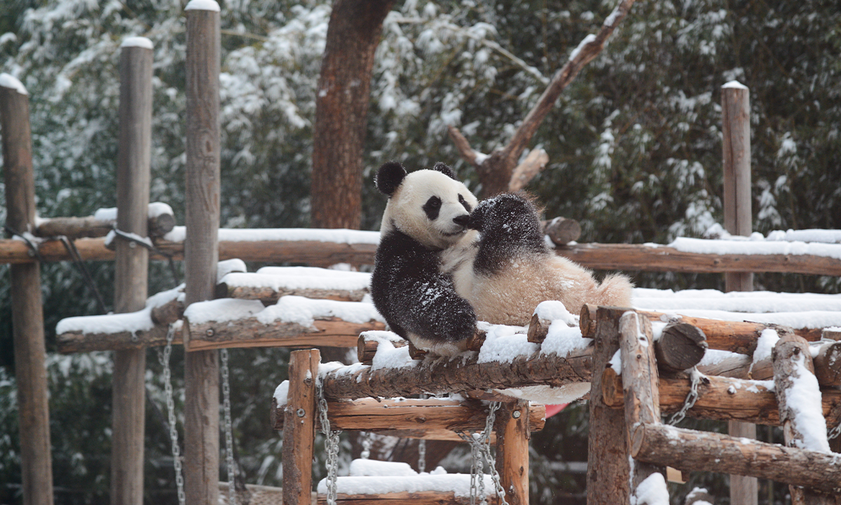 A giant panda at the Beijing Zoo is seen happily playing in the snow after the first snowfall in Beijing on December 11, 2023. As a cold wave swept through northern China, the capital Beijing welcomed its first snow of the winter on Sunday evening. Photo: Chen Tao/GT