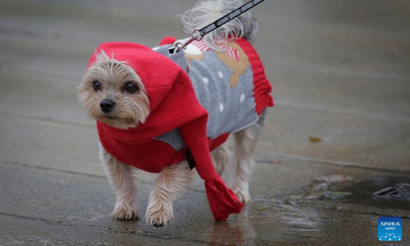 A dog in a festive outfit is pictured during the annual Christmas Dog Parade in Richmond, British Columbia, Canada, on Dec. 10, 2023. The event, where dozens of dogs in holiday attire paraded alongside their owners along a 1-kilometer route, was held here on Sunday. (Photo: Xinhua)