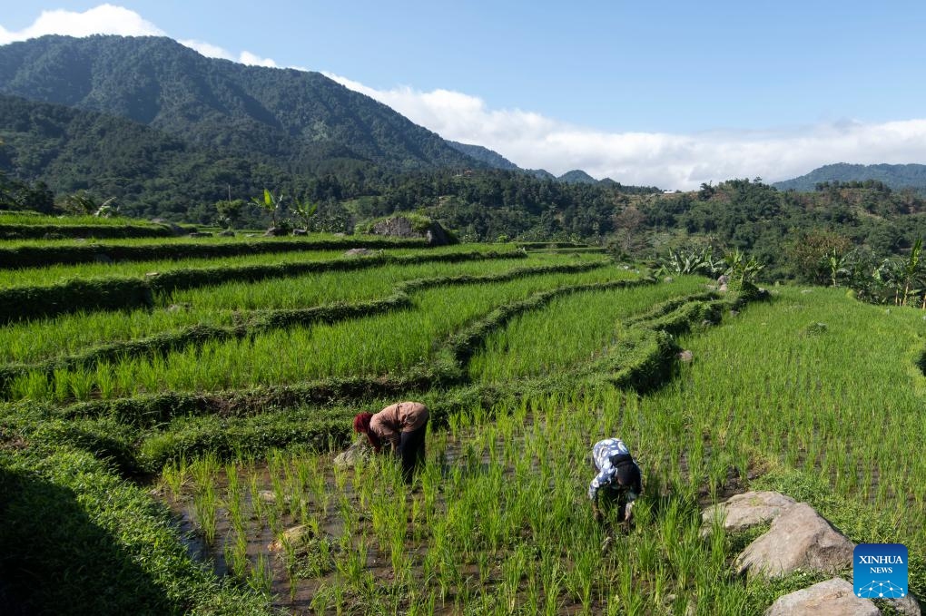 Farmers work at a paddy field in Bogor, West Java, Indonesia, Dec. 11, 2023.(Photo: Xinhua)