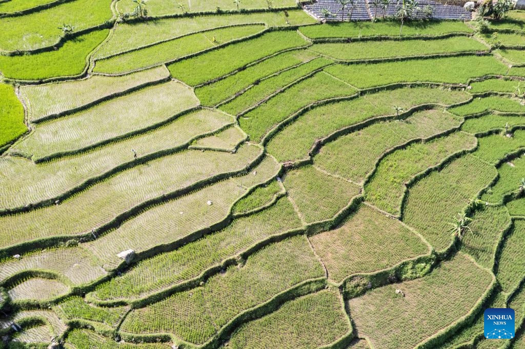 This aerial photo taken on Dec. 11, 2023 shows paddy fields in Bogor, West Java, Indonesia.(Photo: Xinhua)