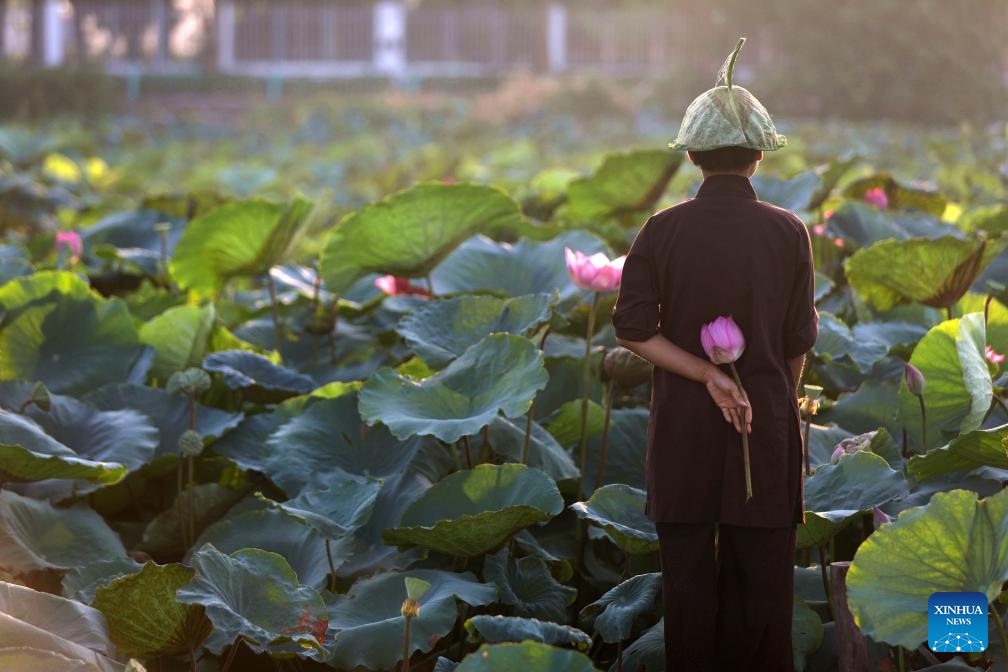 A citizen looks at lotus flowers at the West Lake in Hanoi, capital of Vietnam, July 15, 2020. The Vietnamese capital city of Hanoi, located on the Red River Delta, is an ancient city with a history of more than a thousand years. With natural scenery and subtropical city view, it draws lots of tourists from home and abroad.(Photo: Xinhua)