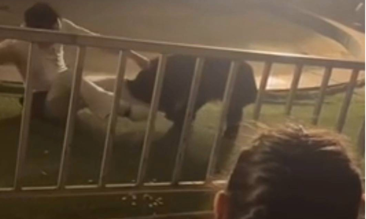 A video circulated online showing a black bear from a circus in Chengdu, Southwest China's Sichuan Province, going out of control and allegedly attacking a trainer by biting his leg on the afternoon of December 10. Photo: web