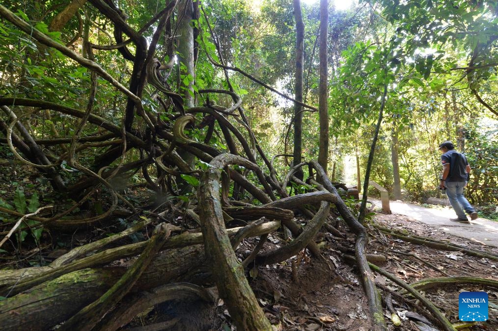 This photo taken on Dec. 11, 2023 shows forests in Khao Yai National Park, Thailand. The annual International Mountain Day is marked on Dec. 11.(Photo: Xinhua)