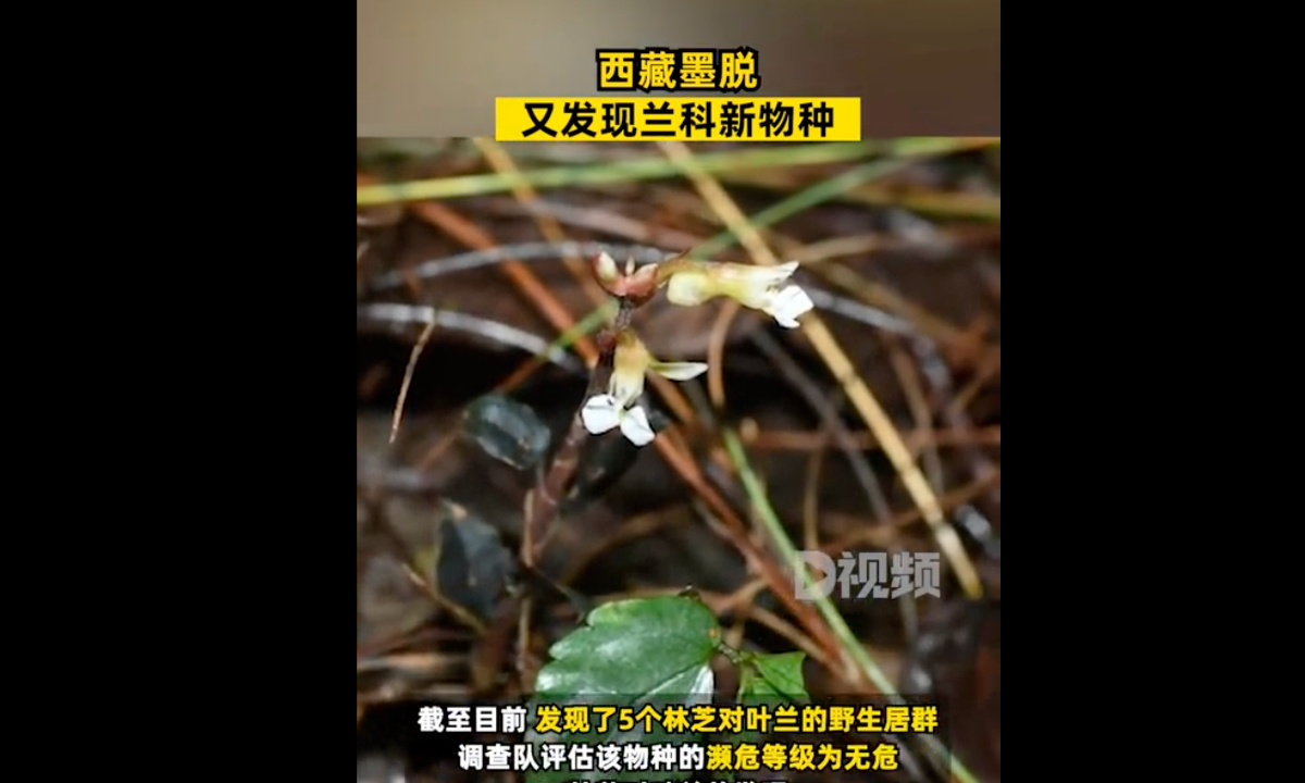 According to the Xizang Daily, researchers have recently discovered a new species of orchid in Motuo, Southwest China's Xizang Autonomous Region. Photo: web