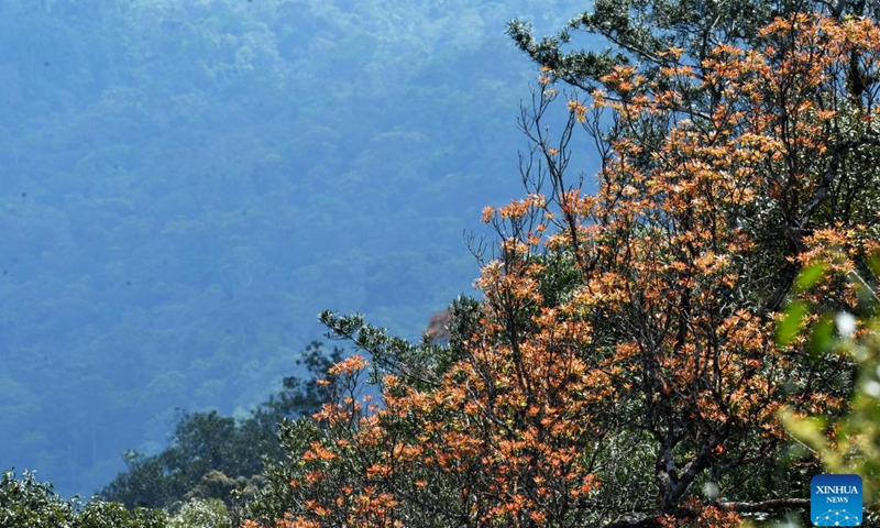 This photo taken on Dec. 11, 2023 shows forests in Khao Yai National Park, Thailand. The annual International Mountain Day is marked on Dec. 11.(Photo: Xinhua)