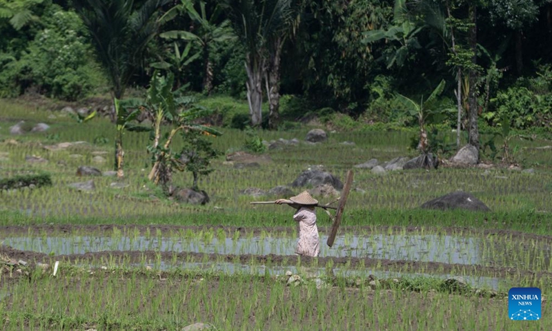 A farmer is seen at a paddy field in Bogor, West Java, Indonesia, Dec. 11, 2023.(Photo: Xinhua)