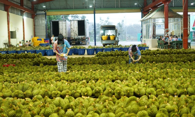 Staff members label durians to be exported to China at a durian processing plant in Dak Lak province, Vietnam, Sept. 15, 2023. (Photo: Xinhua)