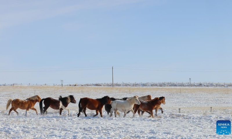 This photo taken on Dec. 13, 2023 shows a herd of horses on Xilingol grassland in north China's Inner Mongolia Autonomous Region.(Photo: Xinhua)