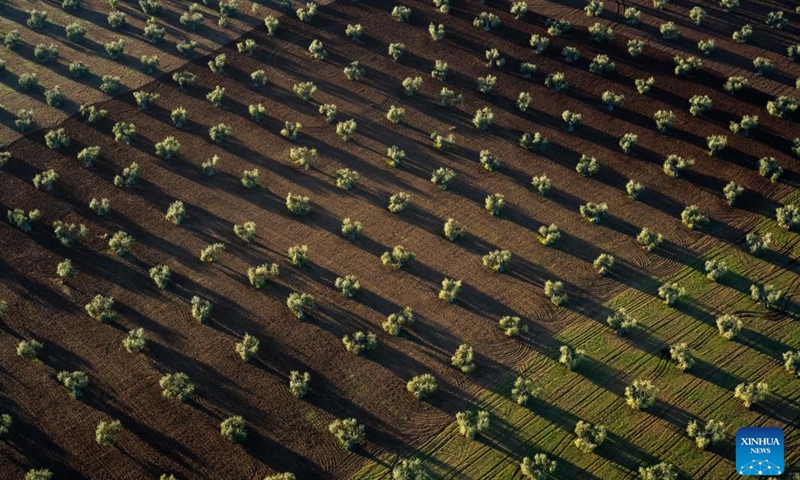 Photo taken on Dec. 14, 2023 shows the olive fields in the morning near Villafranca de los Barros, Spain.(Photo: Xinhua)