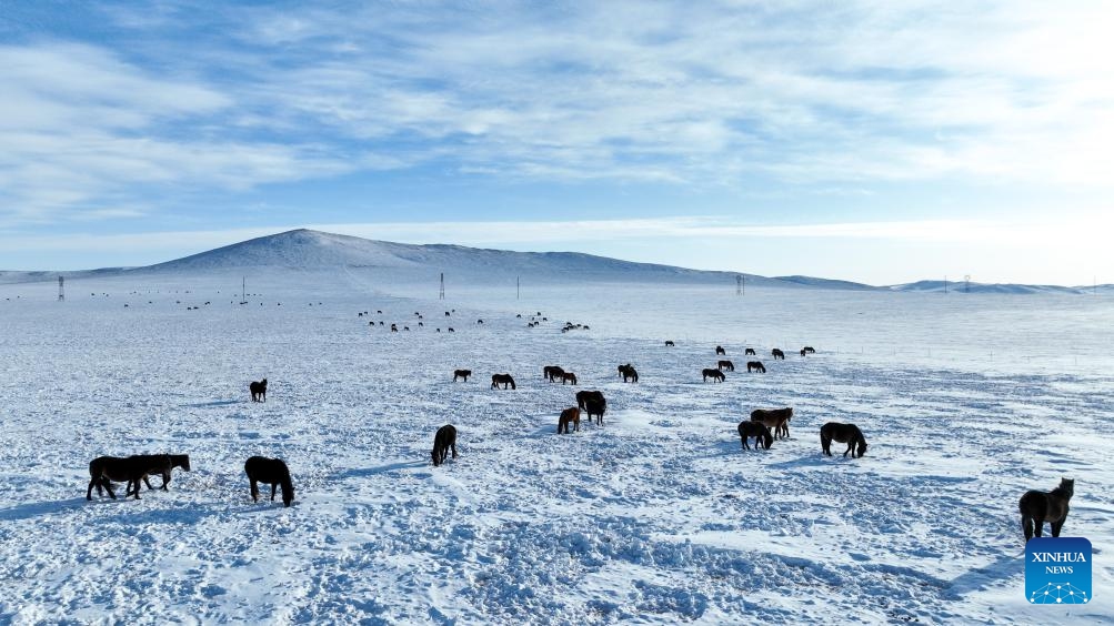 This aerial photo taken on Dec. 13, 2023 shows a herd of horses foraging on Xilingol grassland in north China's Inner Mongolia Autonomous Region.(Photo: Xinhua)