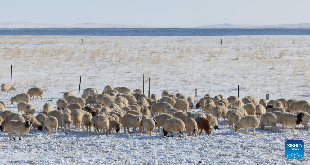 A herd of sheep forage on Xilingol grassland in north China's Inner Mongolia Autonomous Region, Dec. 13, 2023.(Photo: Xinhua)