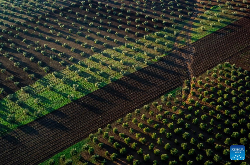 Photo taken on Dec. 14, 2023 shows the olive fields in the morning near Villafranca de los Barros, Spain.(Photo: Xinhua)