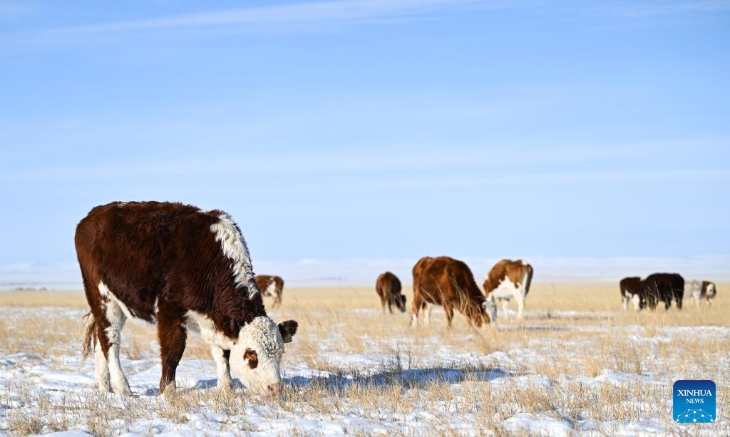 A herd of cattle forage on Xilingol grassland in north China's Inner Mongolia Autonomous Region, Dec. 13, 2023.(Photo: Xinhua)