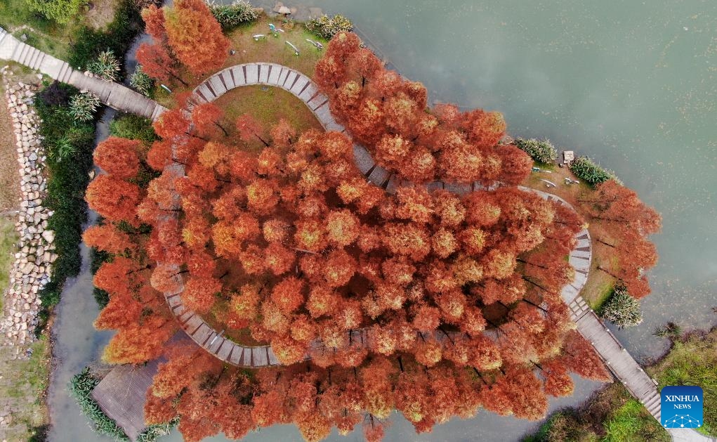 This aerial photo taken on Dec. 13, 2023 shows a view of a metasequoia forest at a city park in Zixing City, central China's Hunan Province.(Photo: Xinhua)