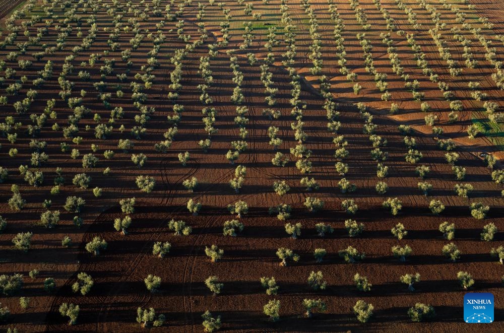 Photo taken on Dec. 14, 2023 shows the olive fields in the morning near Villafranca de los Barros, Spain.(Photo: Xinhua)