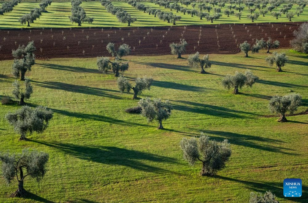 Photo taken on Dec. 14, 2023 shows the olive fields in the morning near Villafranca de los Barros, Spain.(Photo: Xinhua)