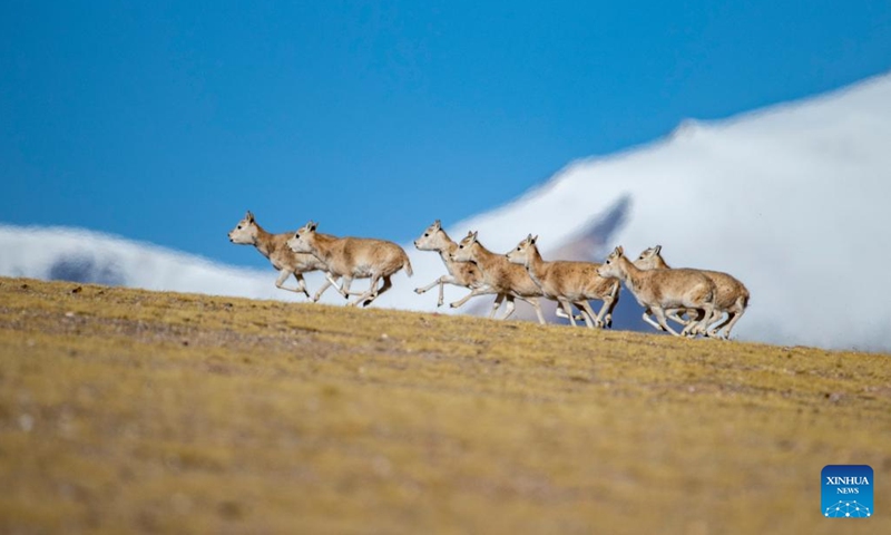 A flock of female Tibetan antelopes gallop at the Qiangtang National Nature Reserve in the northern part of southwest China's Xizang Autonomous Region, Dec. 16, 2023. Winter is the mating season for Tibetan antelopes living at the Qiangtang National Nature Reserve. The three-week mating season is the only period of time throughout the year when a male antelope is seen together with the female ones.(Photo: Xinhua)