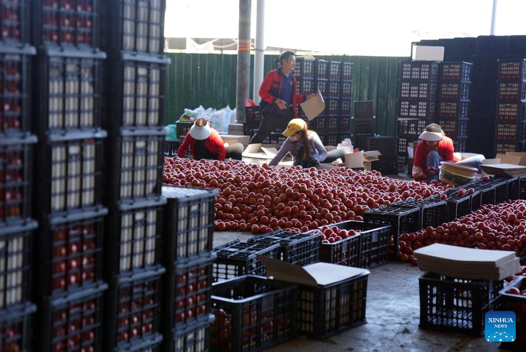 Villagers pick tomatoes at a vegetable trading center in Yuanmou County, southwest China's Yunnan Province, Dec. 17, 2023. Farmers and planting enterprises in Yunnan Province are busy harvesting vegetables to supply the market. Yunnan is an important base for growing and transporting vegetables in winter.(Photo: Xinhua)