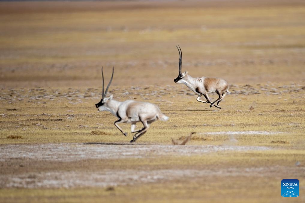 Male Tibetan antelopes compete for the mating right at the Qiangtang National Nature Reserve in the northern part of southwest China's Xizang Autonomous Region, Dec. 16, 2023. Winter is the mating season for Tibetan antelopes living at the Qiangtang National Nature Reserve. The three-week mating season is the only period of time throughout the year when a male antelope is seen together with the female ones.(Photo: Xinhua)