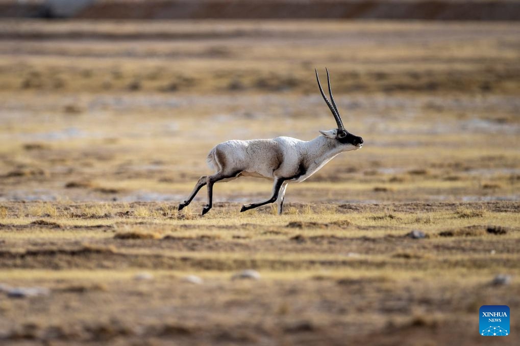 A male Tibetan antelope gallops at the Qiangtang National Nature Reserve in the northern part of southwest China's Xizang Autonomous Region, Dec. 16, 2023. Winter is the mating season for Tibetan antelopes living at the Qiangtang National Nature Reserve. The three-week mating season is the only period of time throughout the year when a male antelope is seen together with the female ones.(Photo: Xinhua)