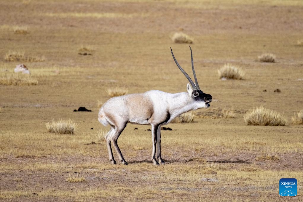 A male Tibetan antelope vocally attracts the female for mating at the Qiangtang National Nature Reserve in the northern part of southwest China's Xizang Autonomous Region, Dec. 16, 2023. Winter is the mating season for Tibetan antelopes living at the Qiangtang National Nature Reserve. The three-week mating season is the only period of time throughout the year when a male antelope is seen together with the female ones.(Photo: Xinhua)