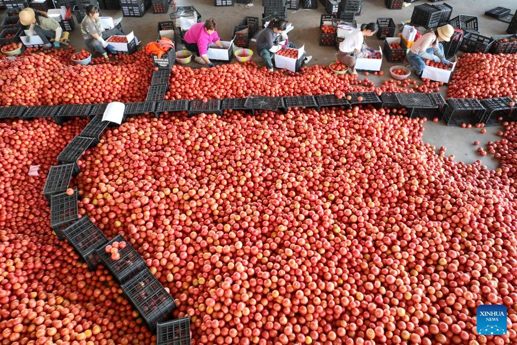 This aerial photo taken on Dec. 17, 2023 shows workers packing tomatoes at a vegetable wholesale market in Yuanmou County, southwest China's Yunnan Province. Farmers and planting enterprises in Yunnan Province are busy harvesting vegetables to supply the market. Yunnan is an important base for growing and transporting vegetables in winter.(Photo: Xinhua)