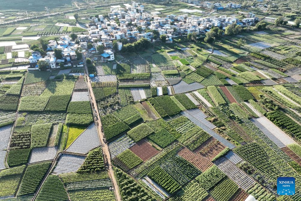 This aerial photo taken on Dec. 17, 2023 shows a field for planting vegetables in winter in Yuanma Town of Yuanmou County, southwest China's Yunnan Province. Farmers and planting enterprises in Yunnan Province are busy harvesting vegetables to supply the market. Yunnan is an important base for growing and transporting vegetables in winter(Photo: Xinhua)