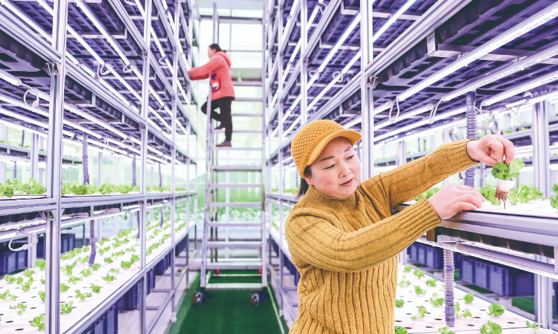 Staffers take care of vegetables at an intelligent glass greenhouse in Ruichang, East China's Jiangxi Province on December 20, 2023. Ruichang has been promoting the high-quality development of its agricultural sector, aiming to provide more vegetable diversities for the locals while increasing farmers’ incomes. In 2022, the city achieved an annual gross agricultural output value of 4.2 billion yuan ($588.31 million). Photo:cnsphoto