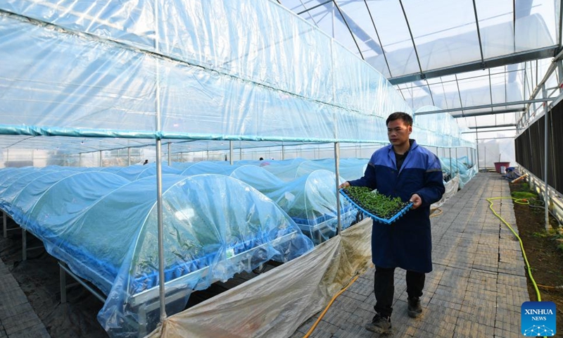 A villager transfers vegetable seedlings at a greenhouse base for vegetable plantation in Jinggang Town of Wangcheng District, Changsha, central China's Hunan Province, Dec. 21, 2023.

Effective measures have been taken at local greenhouse base for vegetable plantation, such as applying more agricultural greenhouse films and employing supplement lights, to minimize the impact inflicted by snowfall and other freezing conditions on vegetable cultivation and ensure stable supply. (Photo:Xinhua)