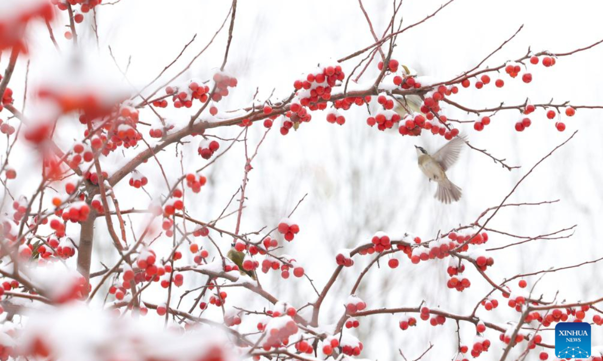 Birds fly among blossoms after snow at a park in Qingyang Town of Zouping City, east China's Shandong Province, Dec 11, 2023. A rendezvous with snow refreshes the landscapes as winter leaves its steps in most parts of China. Photo:Xinhua