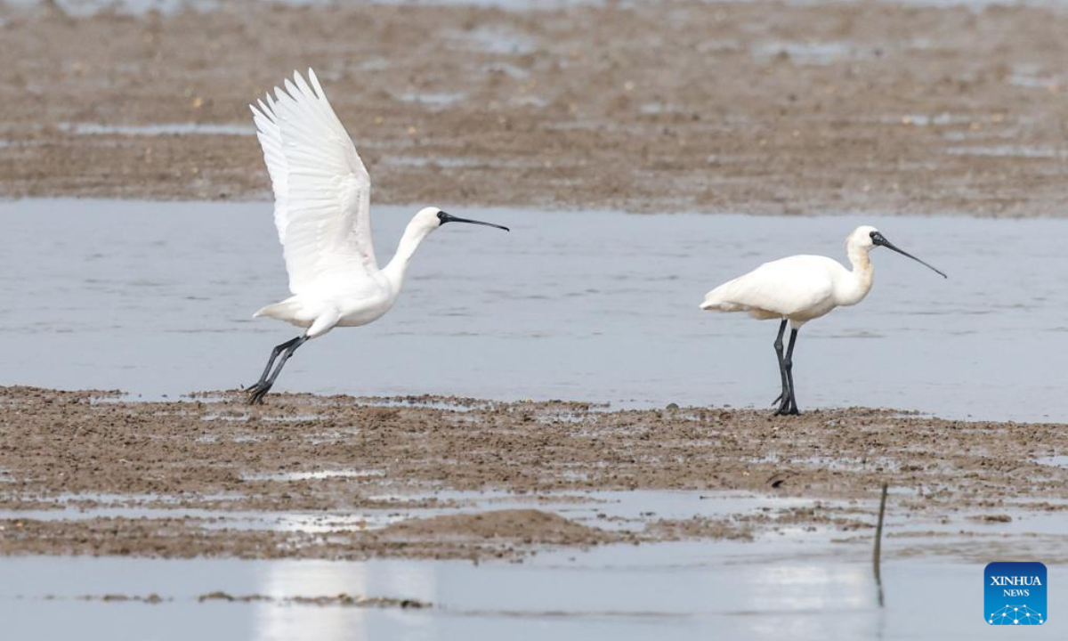 A flock of black-faced spoonbills are seen at a wetland park in Danzhou, south China's Hainan Province, Dec 27, 2023. In recent years, Hainan has been strengthening the protection of wetlands and birds. The number of black-faced spoonbills wintering here has steadily increased. Photo:Xinhua