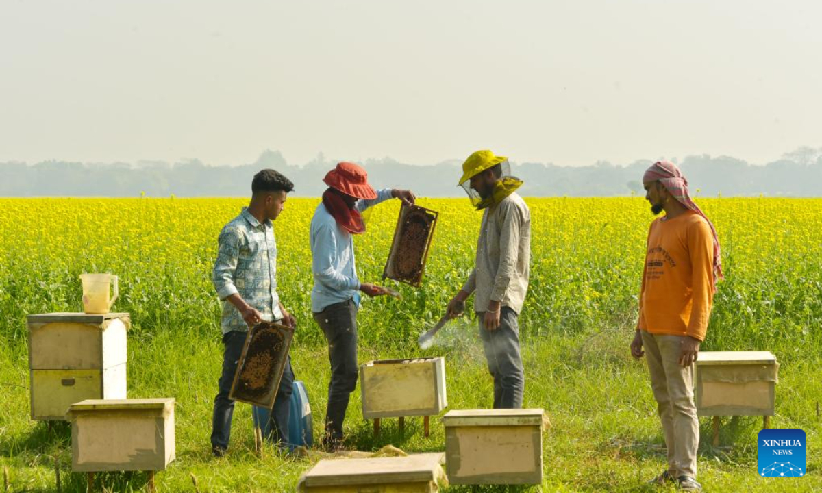 Beekeepers collect honey from beehives at a field in Munshiganj, Bangladesh on Dec 29, 2023. Photo:Xinhua