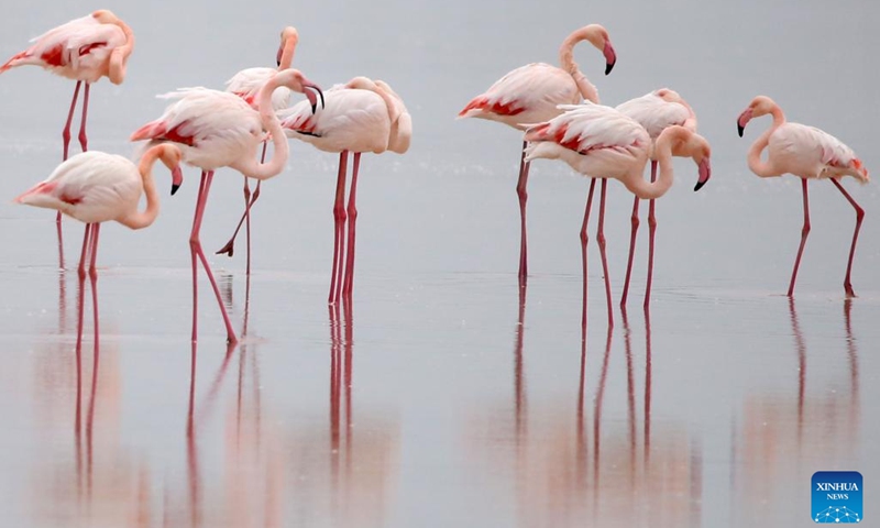 Flamingos are seen in Larnaca Salt Lake, Cyprus, Dec. 21, 2023.(Photo: Xinhua)