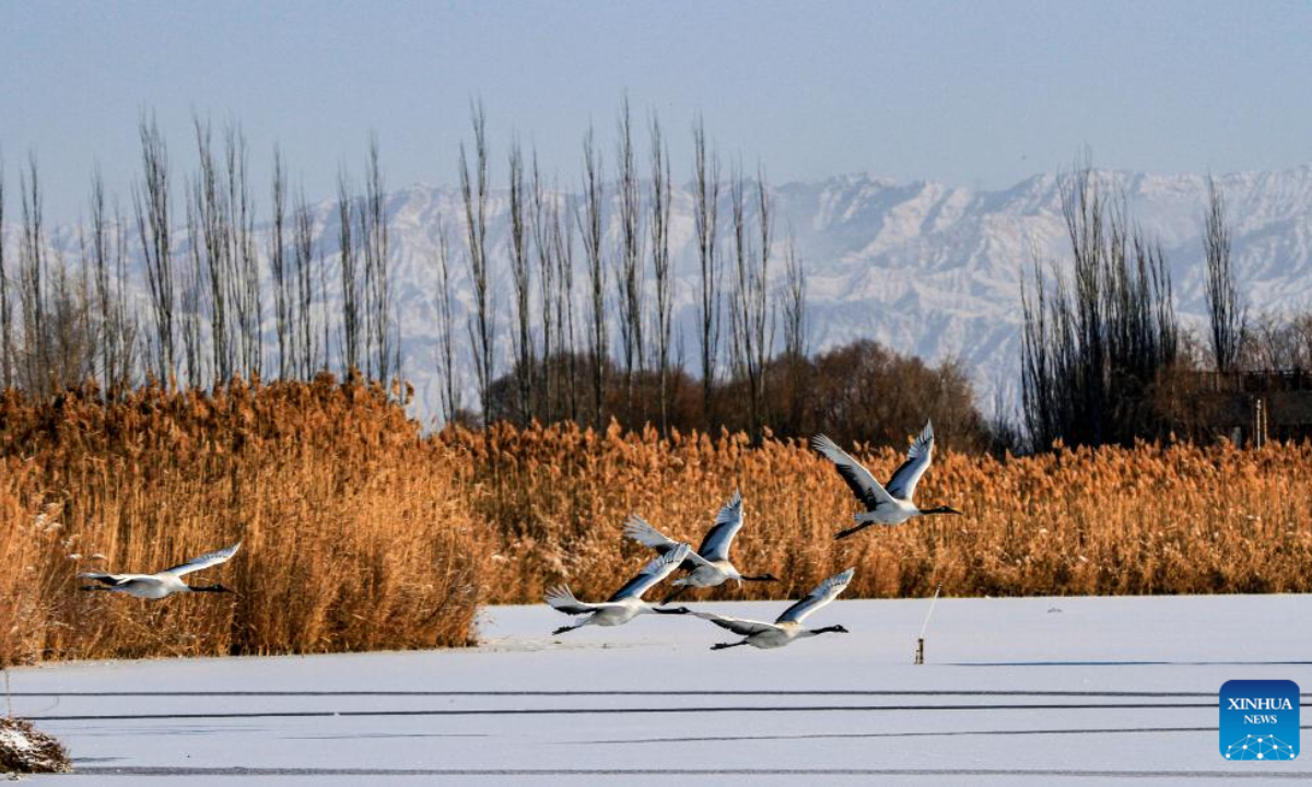 Red-crowned cranes fly at a national wetland park in Zhangye, northwest China's Gansu Province, Dec 15, 2023. A rendezvous with snow refreshes the landscapes as winter leaves its steps in most parts of China. Photo:Xinhua