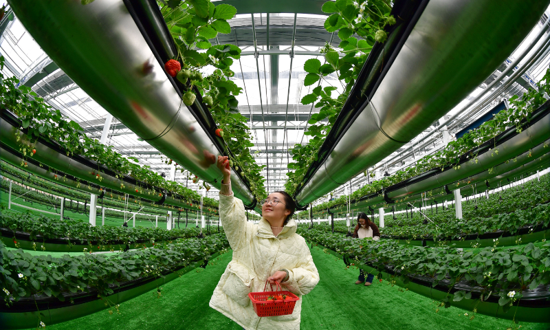 A resident picks strawberry at a smart greenhouse in Feixi County, East China's Anhui Province, on December 28, 2023. Recently, local villagers began to pick strawberries and supply the market, while many urban residents were attracted to experiencing the picking process. Combining farming and tourism has helped farmers increase their incomes. Photo: VCG