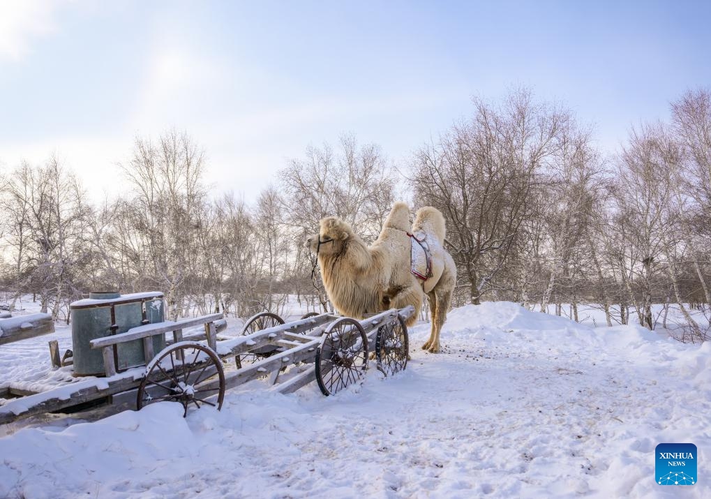 This photo taken on Dec. 20, 2023 shows a herdsman's camel on the snow-covered grassland in West Ujimqin Banner of Xilingol League, north China's Inner Mongolia Autonomous Region.(Photo: Xinhua)