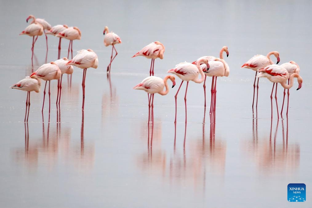 Flamingos are seen in Larnaca Salt Lake, Cyprus, Dec. 21, 2023.(Photo: Xinhua)