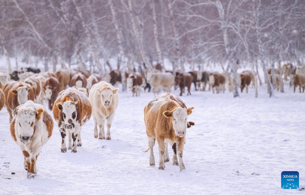 A herd of cattle forage in the woods on the snow-covered grassland in West Ujimqin Banner of Xilingol League, north China's Inner Mongolia Autonomous Region, Dec. 20, 2023(Photo: Xinhua)