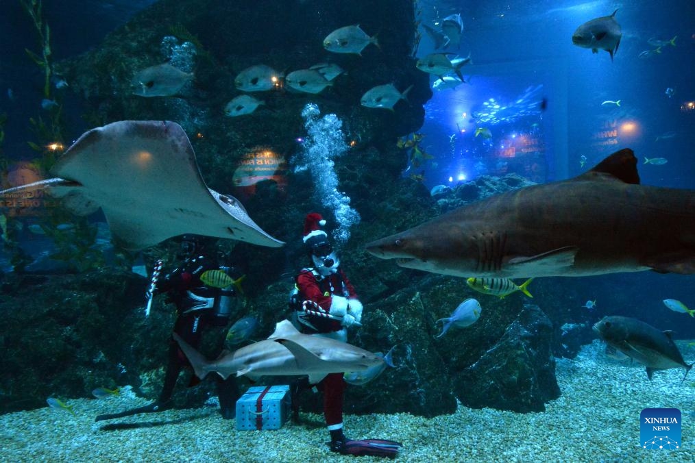 A diver dressed in Santa Claus costumes performs at the Bangkok Ocean World in Bangkok, Thailand, Dec. 19, 2023.(Photo: Xinhua)